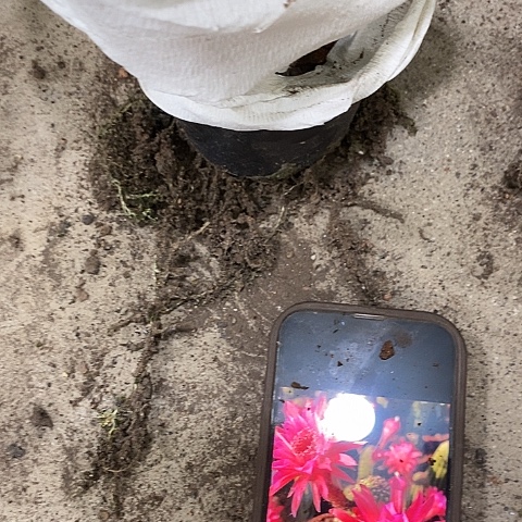金四毛花多头，268999