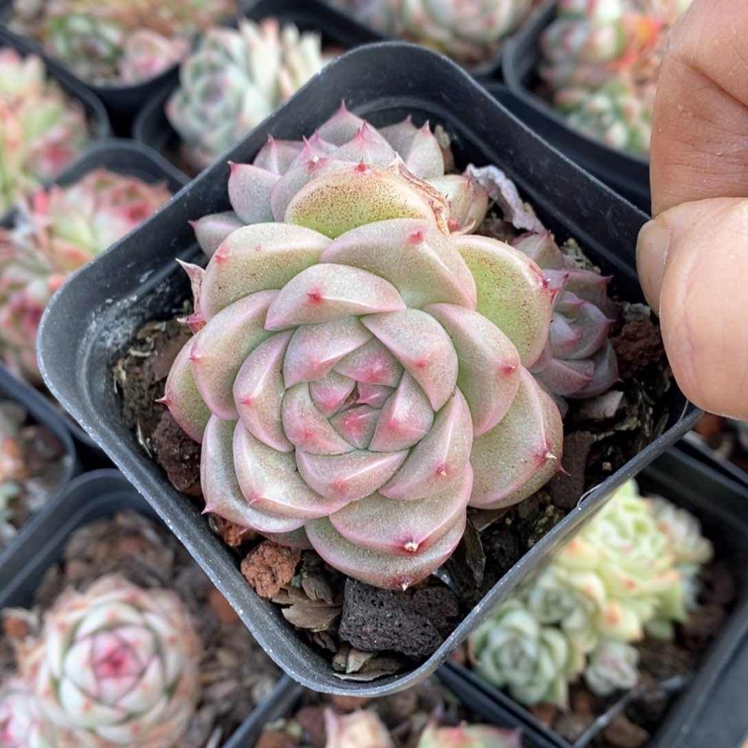 精品多肉一物一拍不包整62