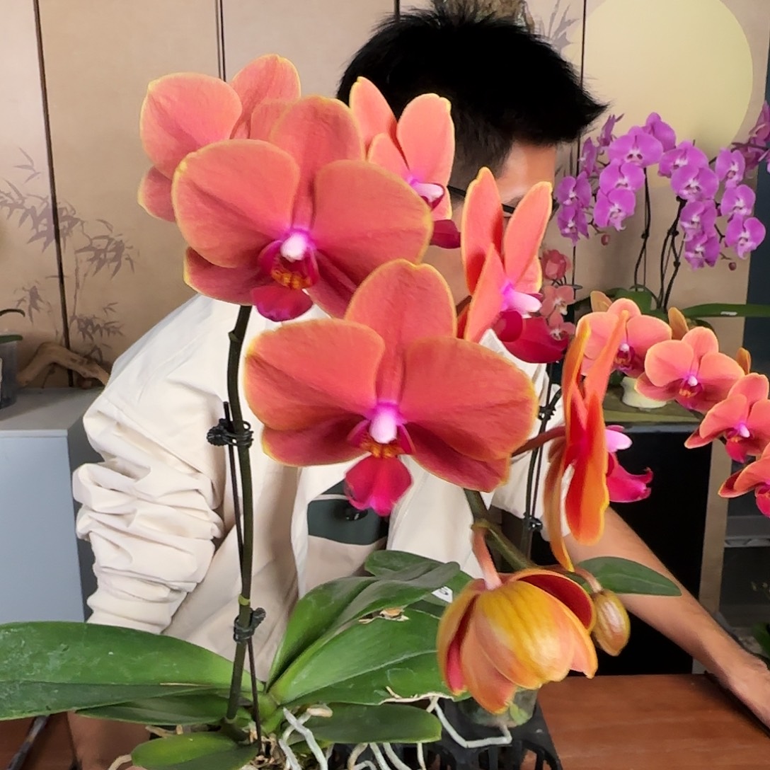 大部分花苞少量开放随机一棵