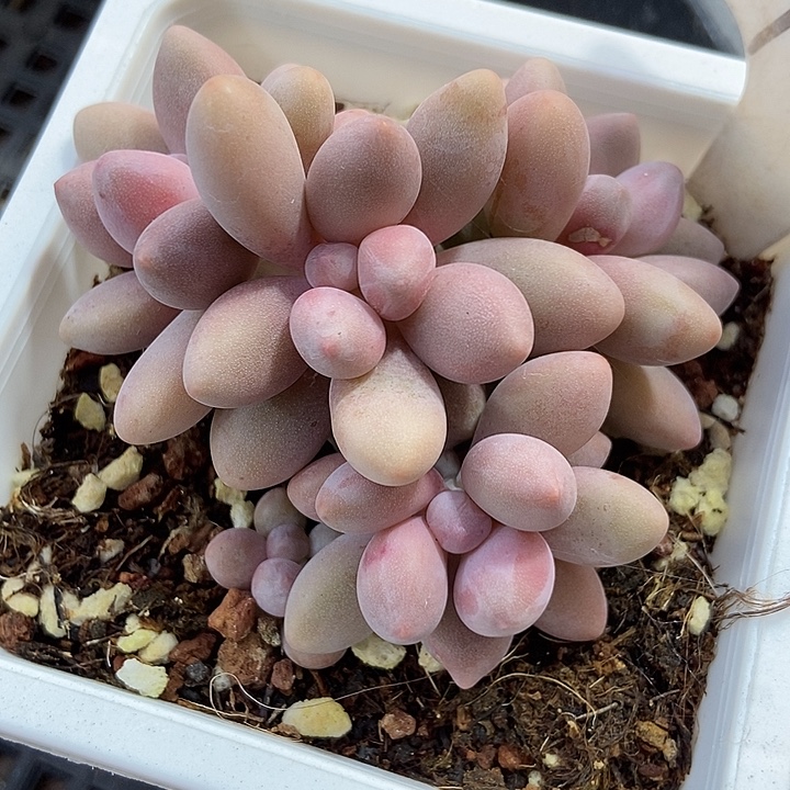 多肉植物粉色恋人915