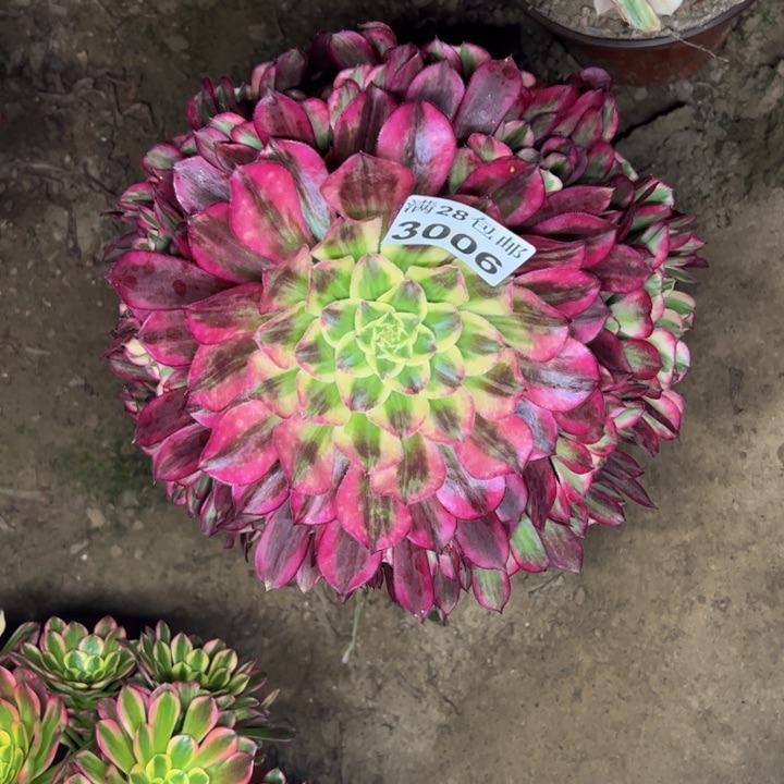 3006天和多肉植物