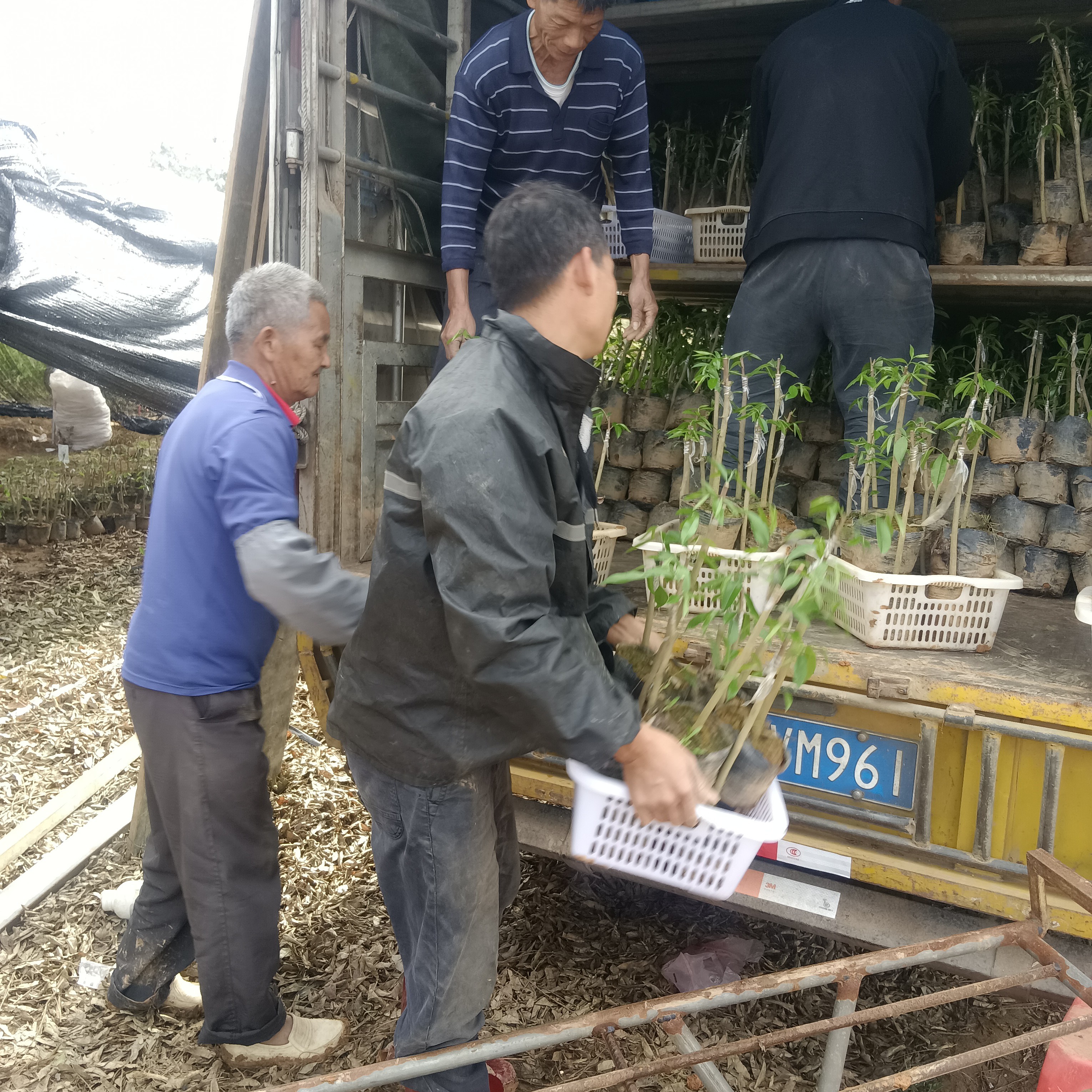 香脉（九份），奇楠嫁接苗2棵起