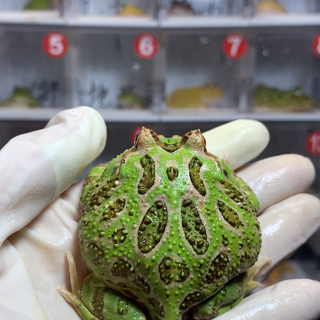 角蛙2782 光圈绿角小公