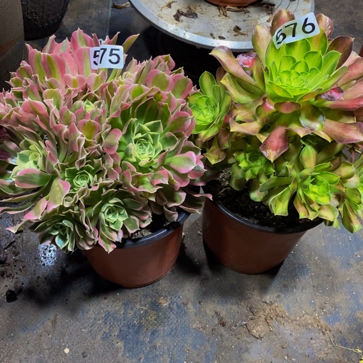 575 576 白凤➕韶华