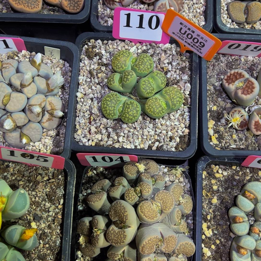 009 一物一拍，默认有伤，介意勿拍，不退不换