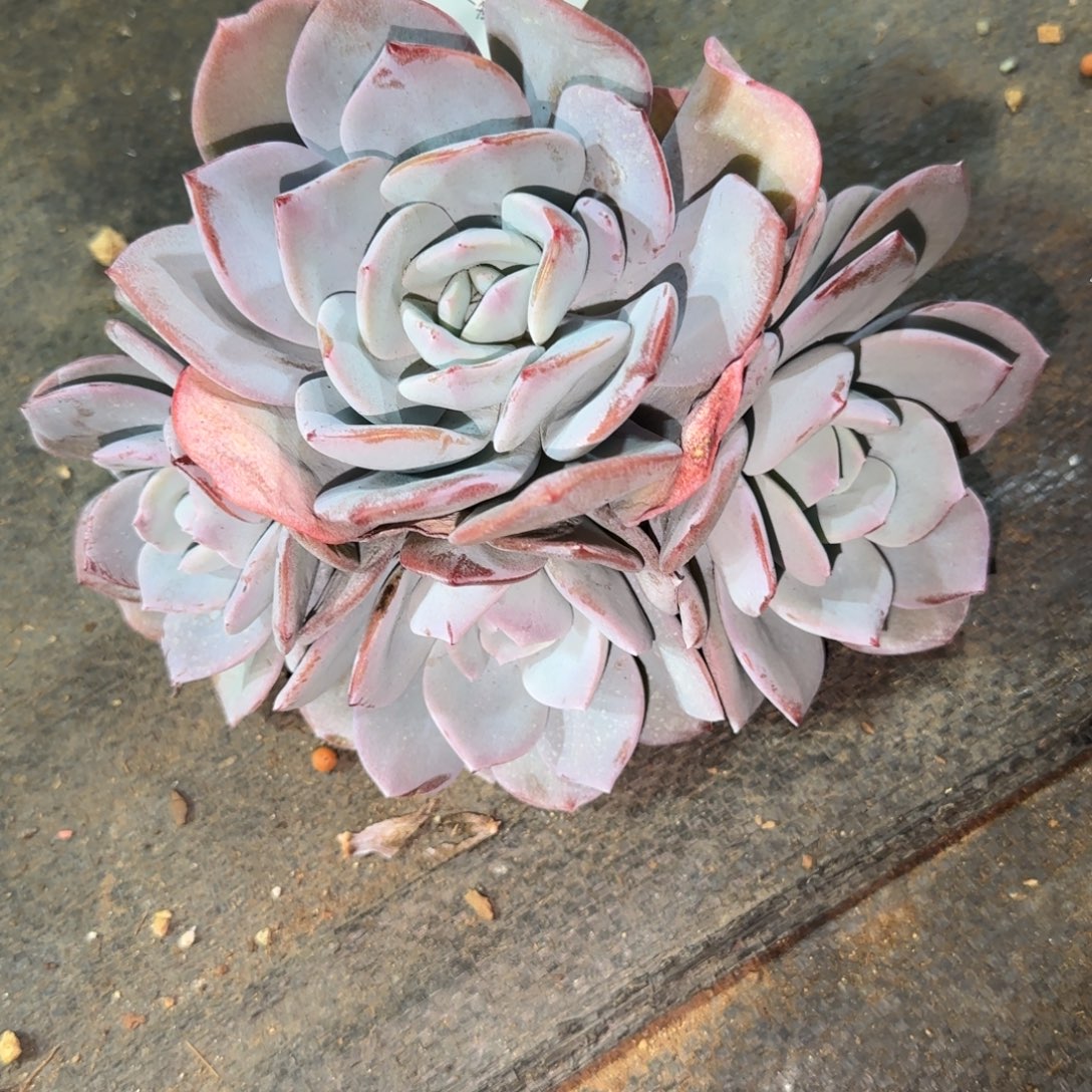 球***妈C504奶茶4头      