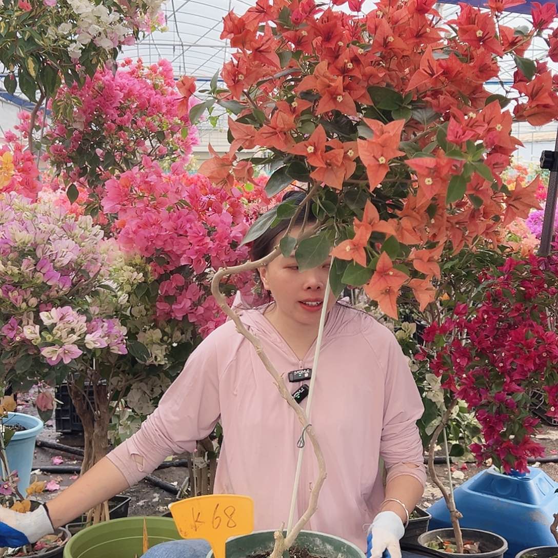 美***愿大部分花苞少量开放K68佩德罗