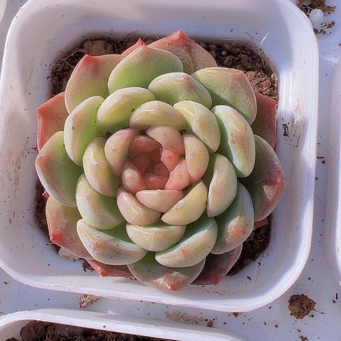 葡萄珍妮19包邮多肉植物