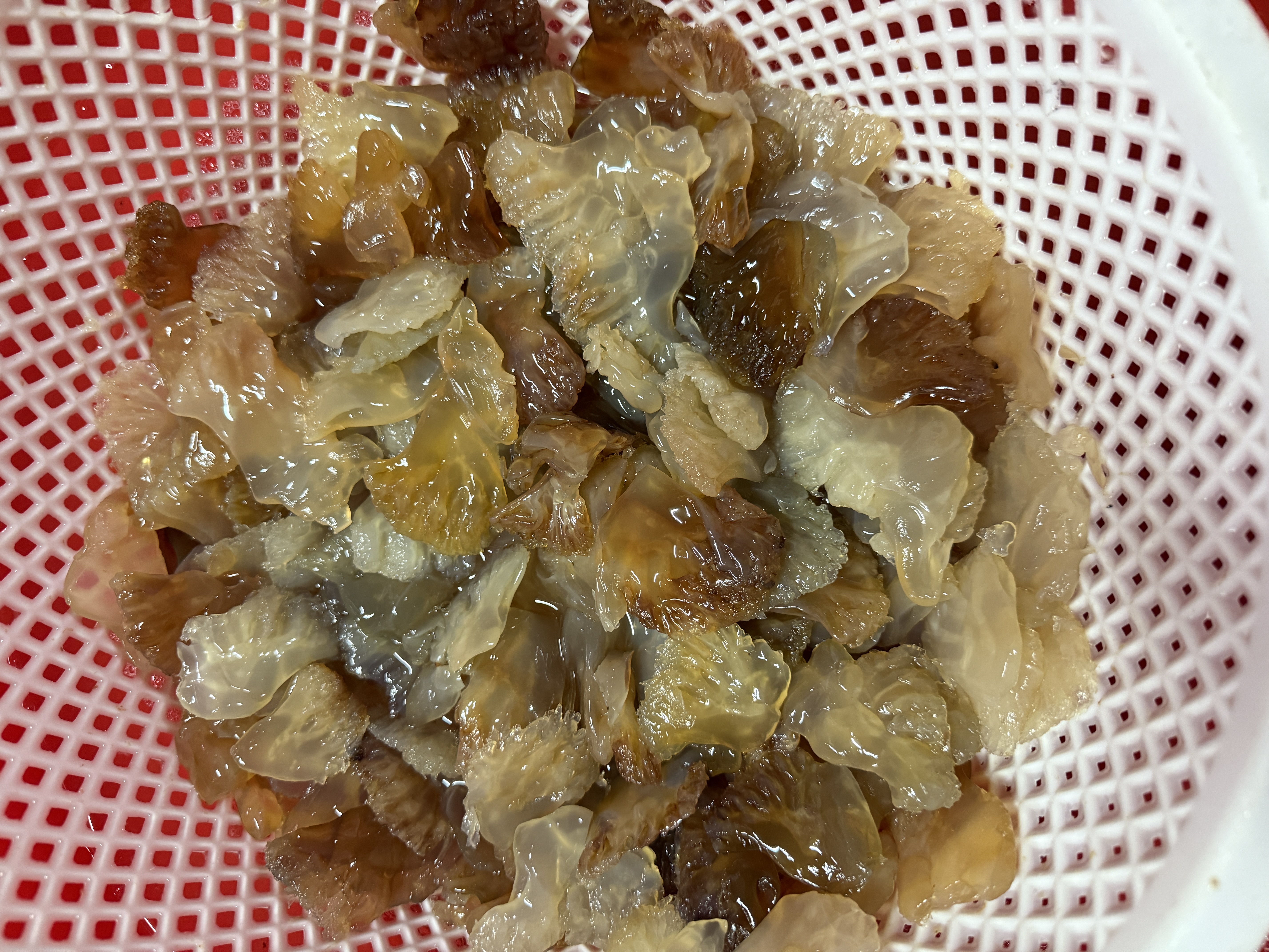 辽宁营口纯野生海蜇中叶