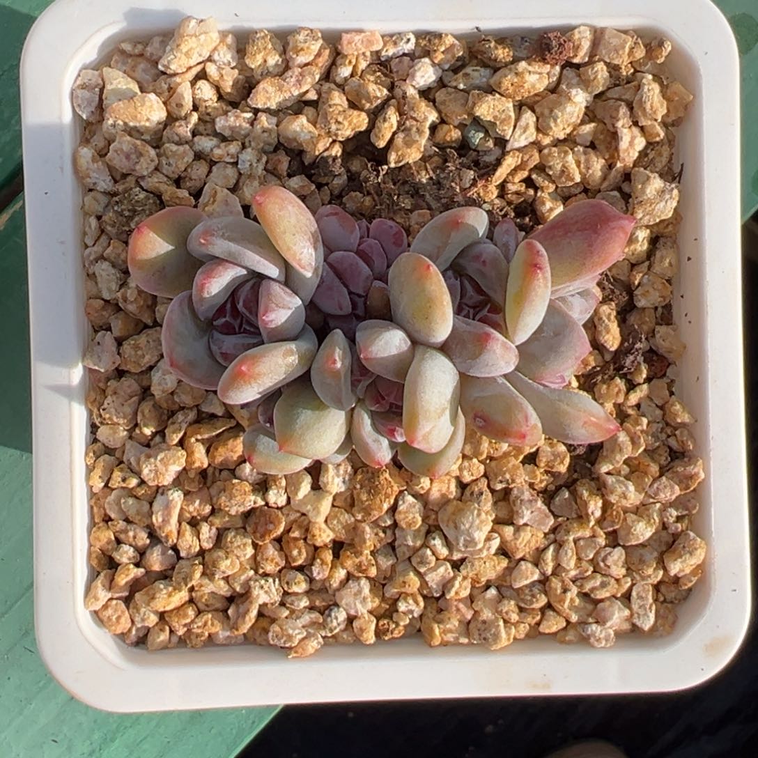 多肉chhhvhbhbnbbbbbvggg