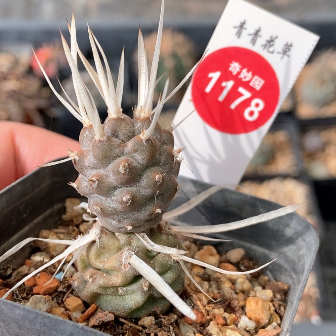 自根双头长纸刺武藏野一棵