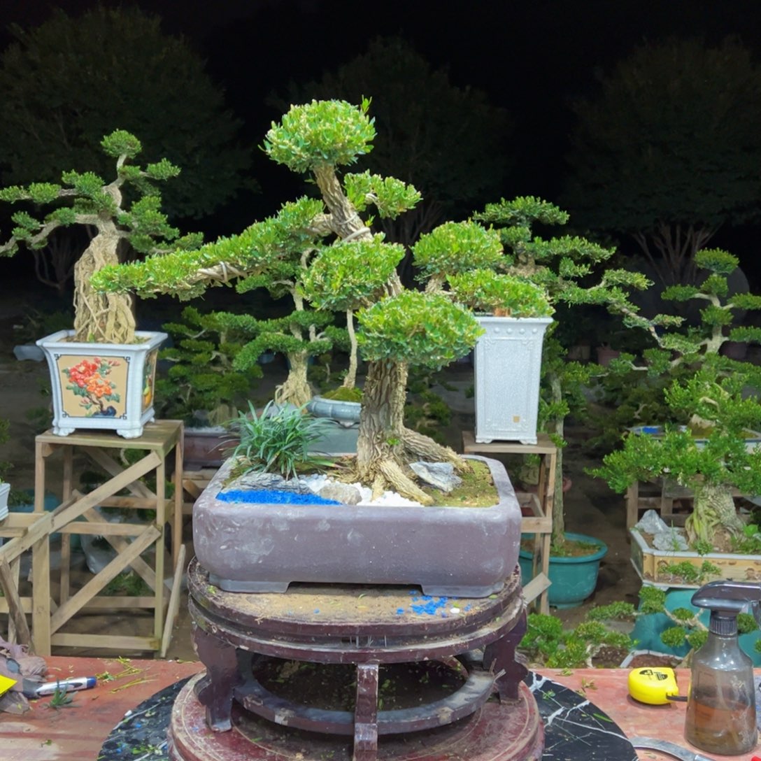 无花朵广东皱皮雀舌黄杨