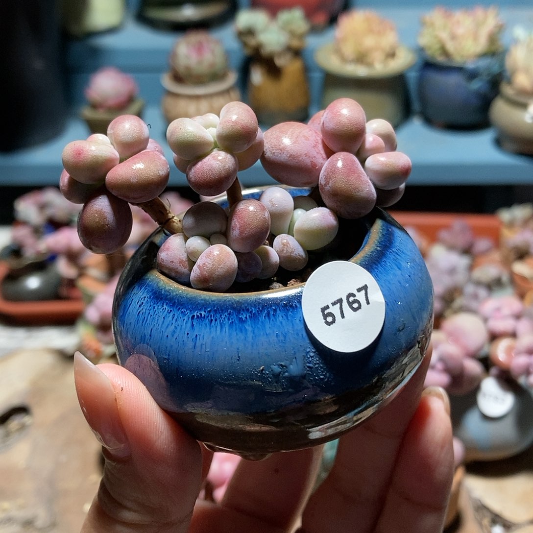 5767糖果腰子蛋带盆土