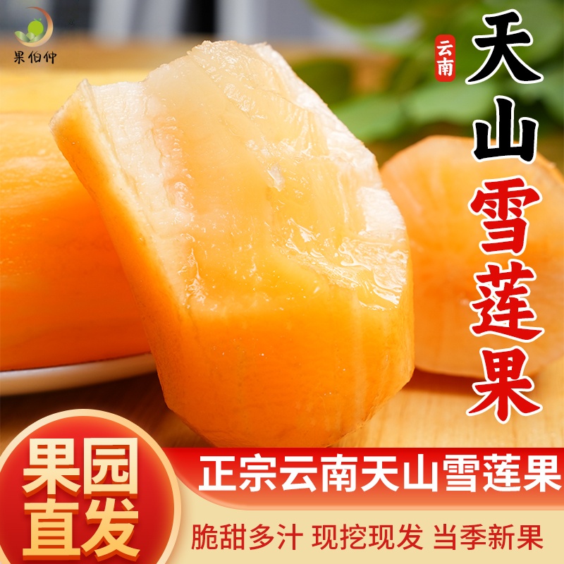 云南天山雪莲果新鲜正宗黄果低糖现挖现发坏果包赔产地直发高品质