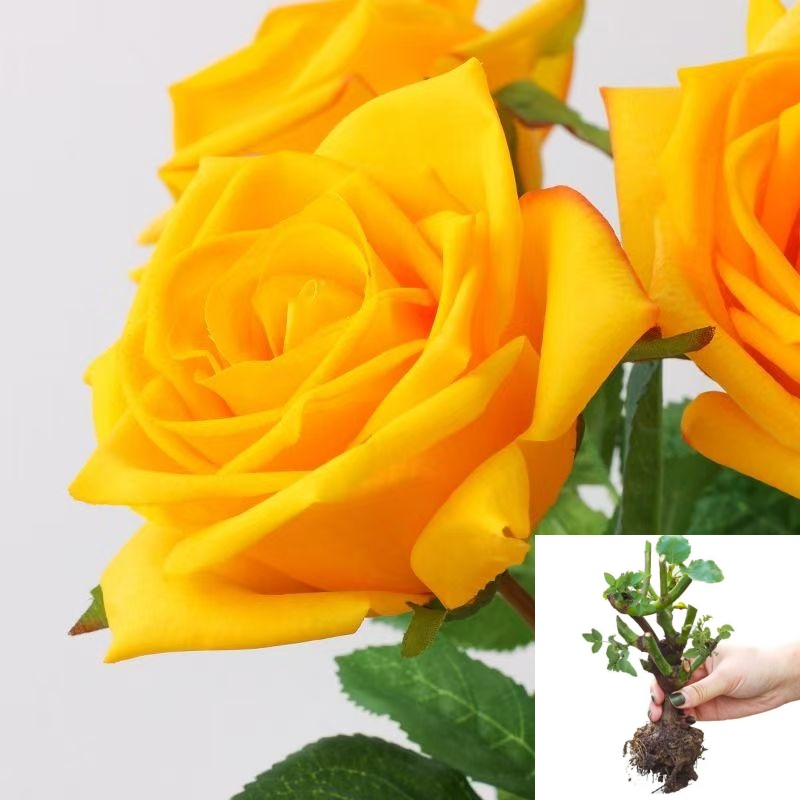 【金枝玉叶】云南玫瑰花老桩大苗大花浓香月季盆栽地栽室内室外好养