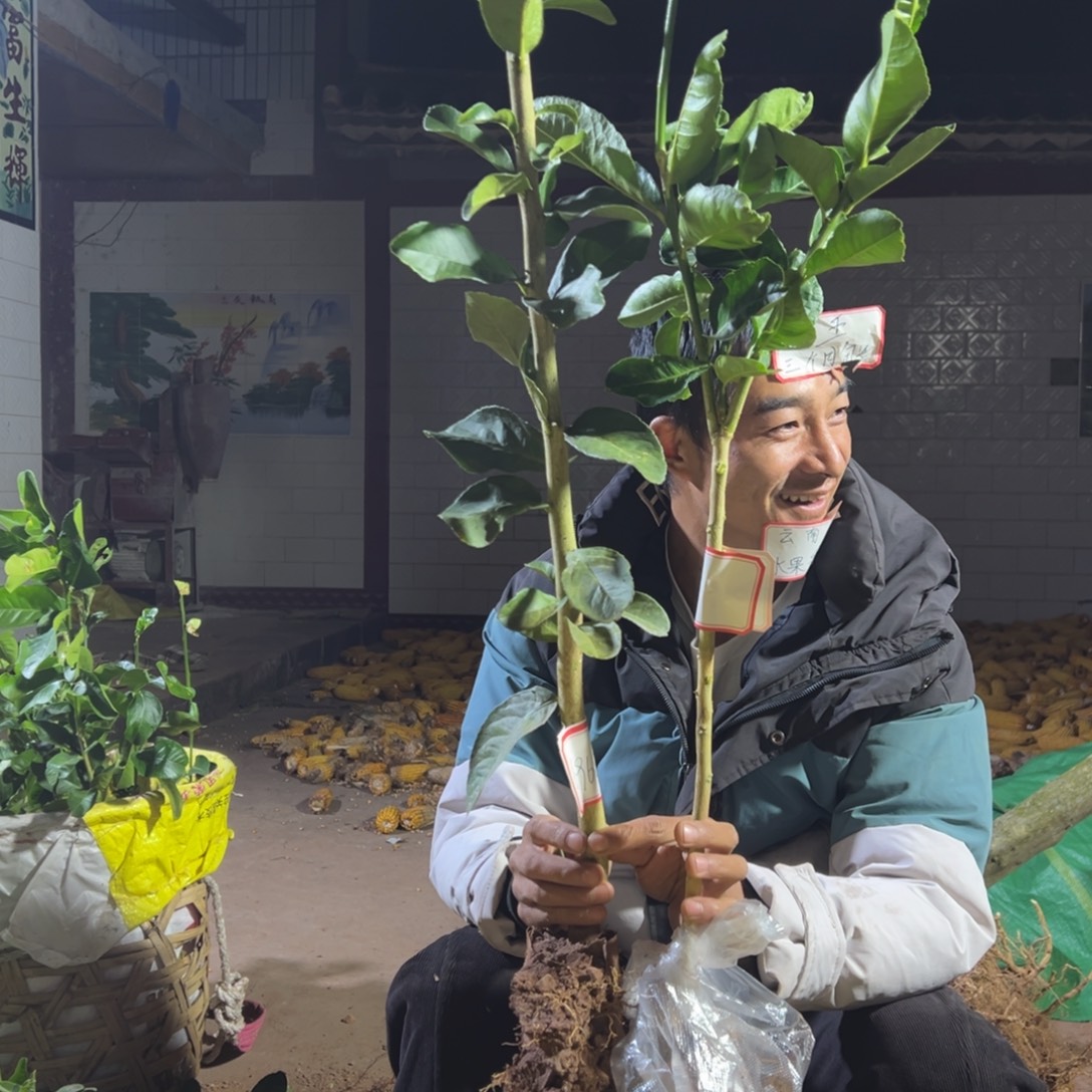 单****无花朵6968两颗香橼