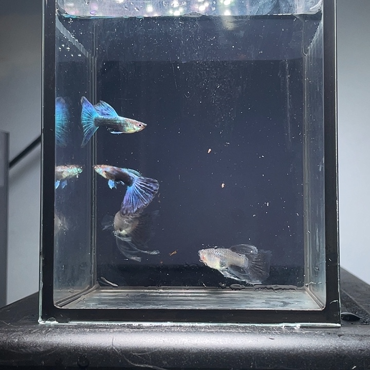 孔雀鱼蓝礼服绒球2对