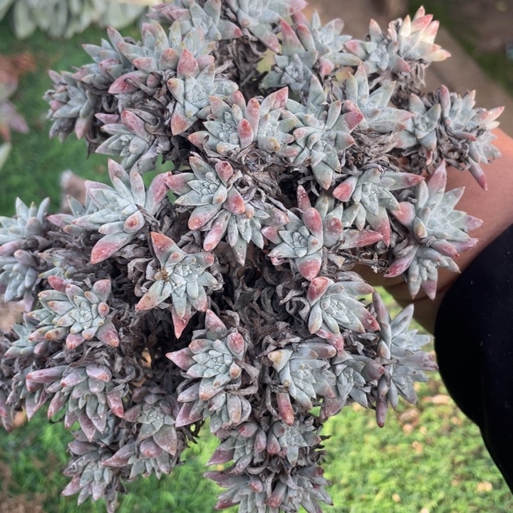 白菊福利粗桩福利