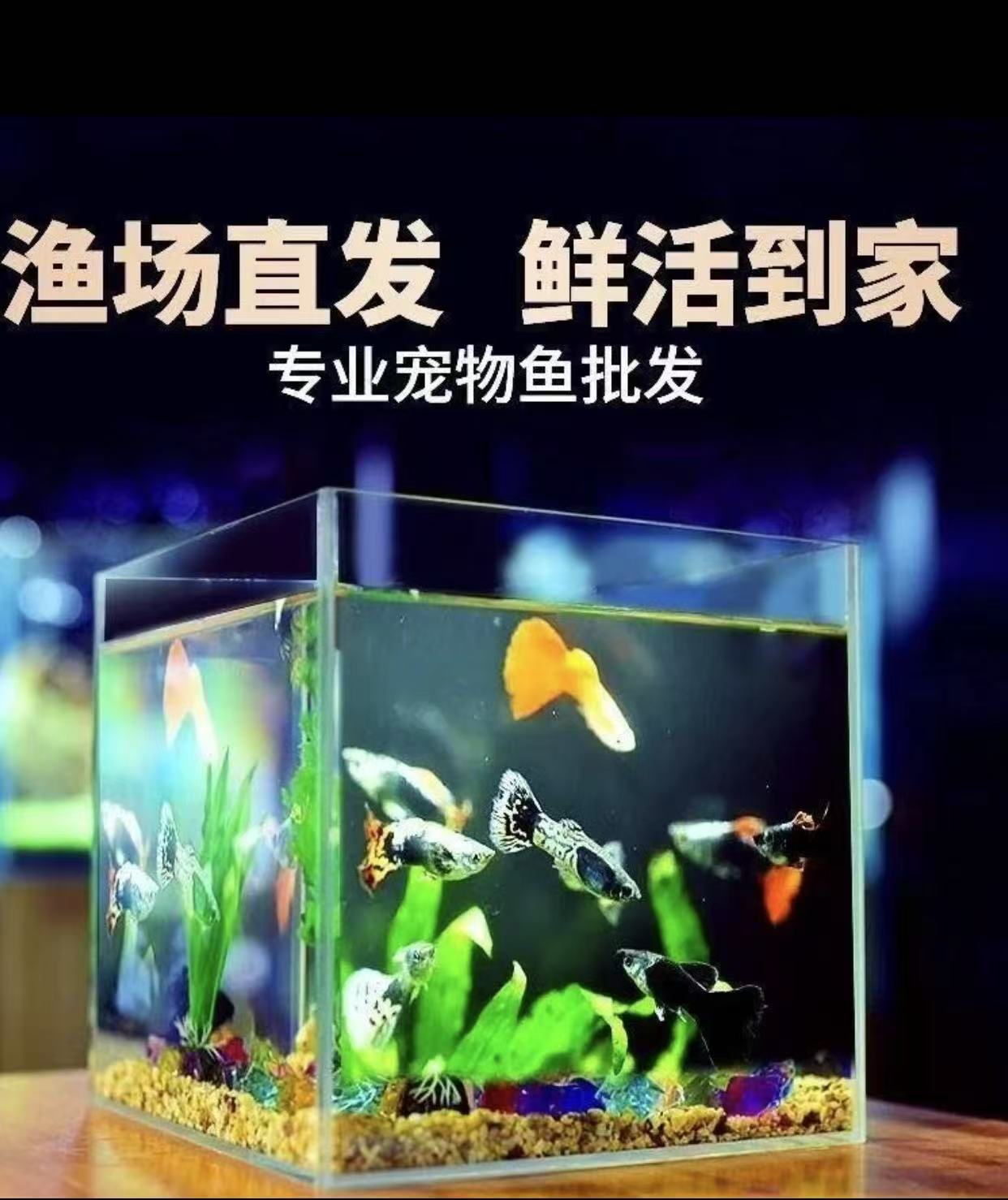 孔雀鱼，鱼苗专拍活体小型热带观赏鱼