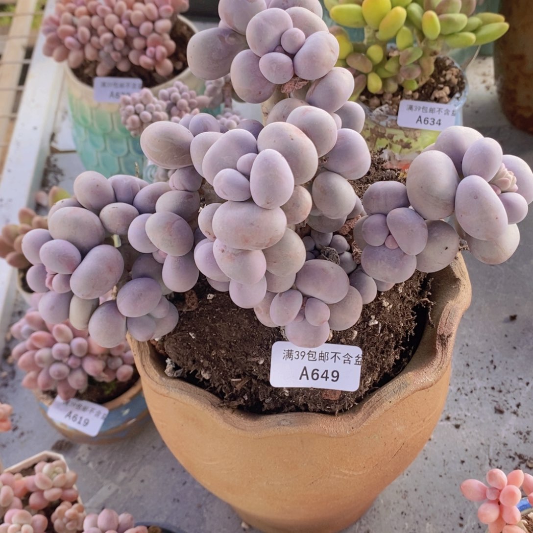 芭比奶洛20cm649多肉植物