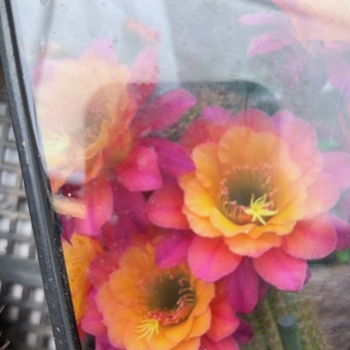 时光金妞侧牙20包邮仙人球15