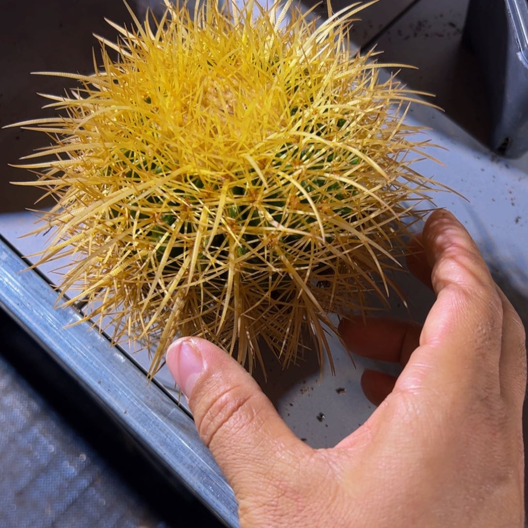 墨西哥怒虎放漏150