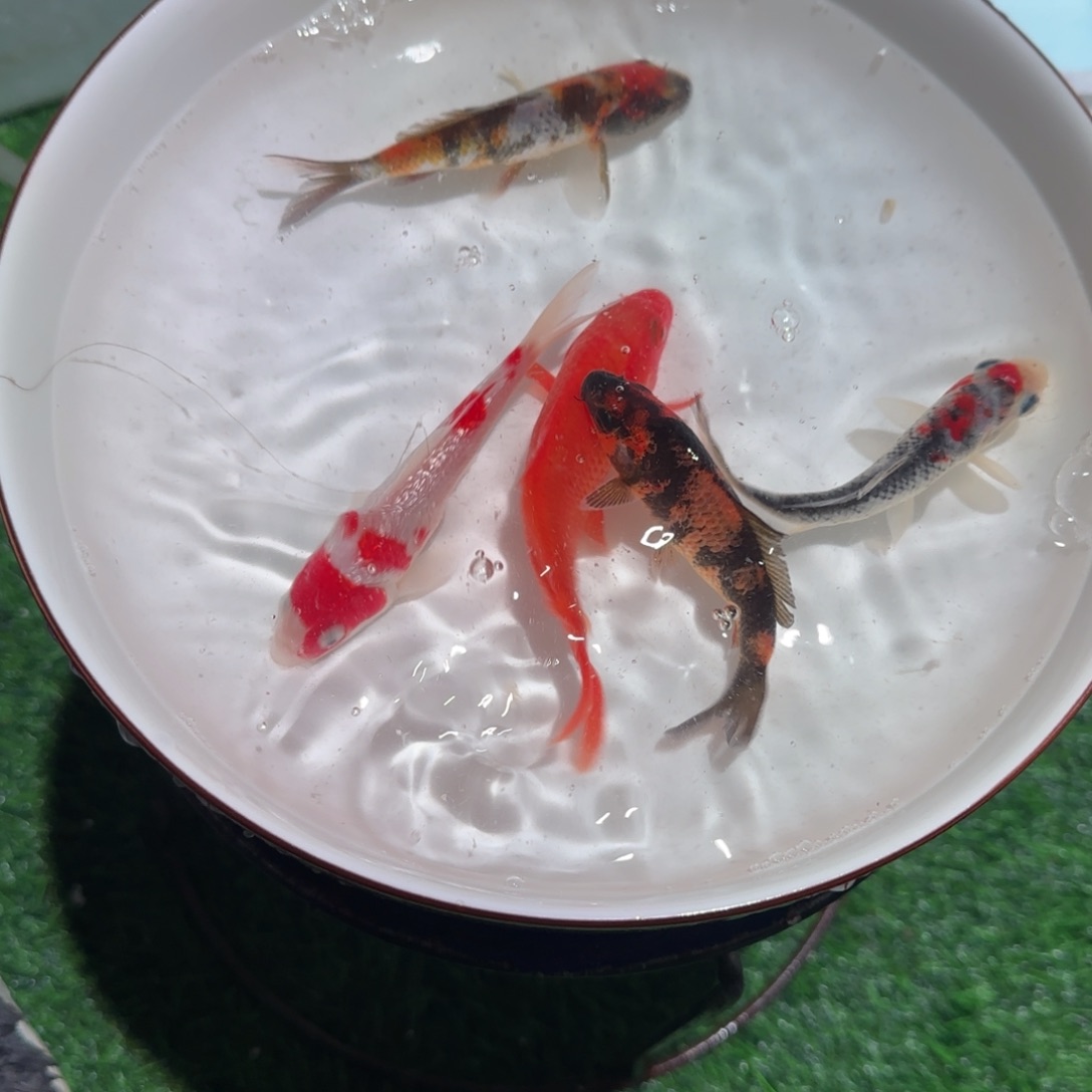 锦鲤锦鲤 观赏鱼锦鲤