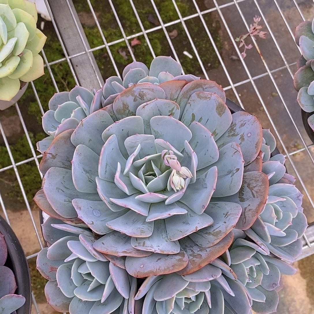 红粉台阁多头大盆群手捧