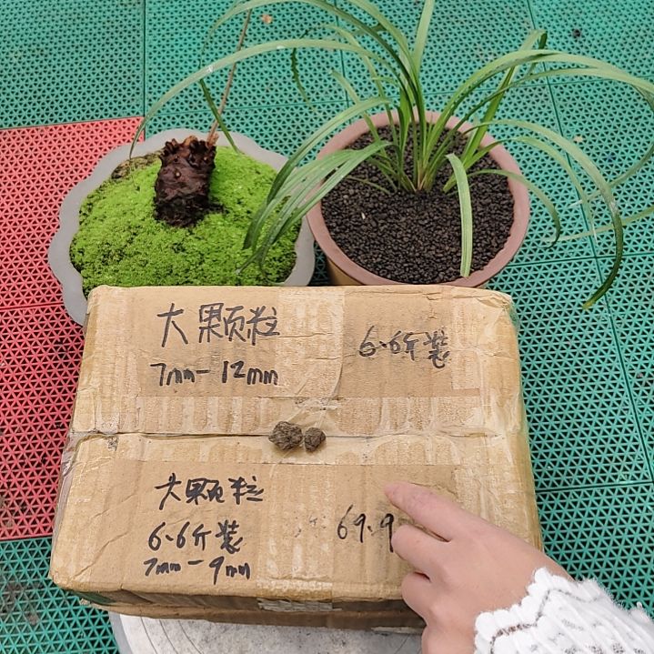 半****兰菌黑山土大颗粒6.6斤