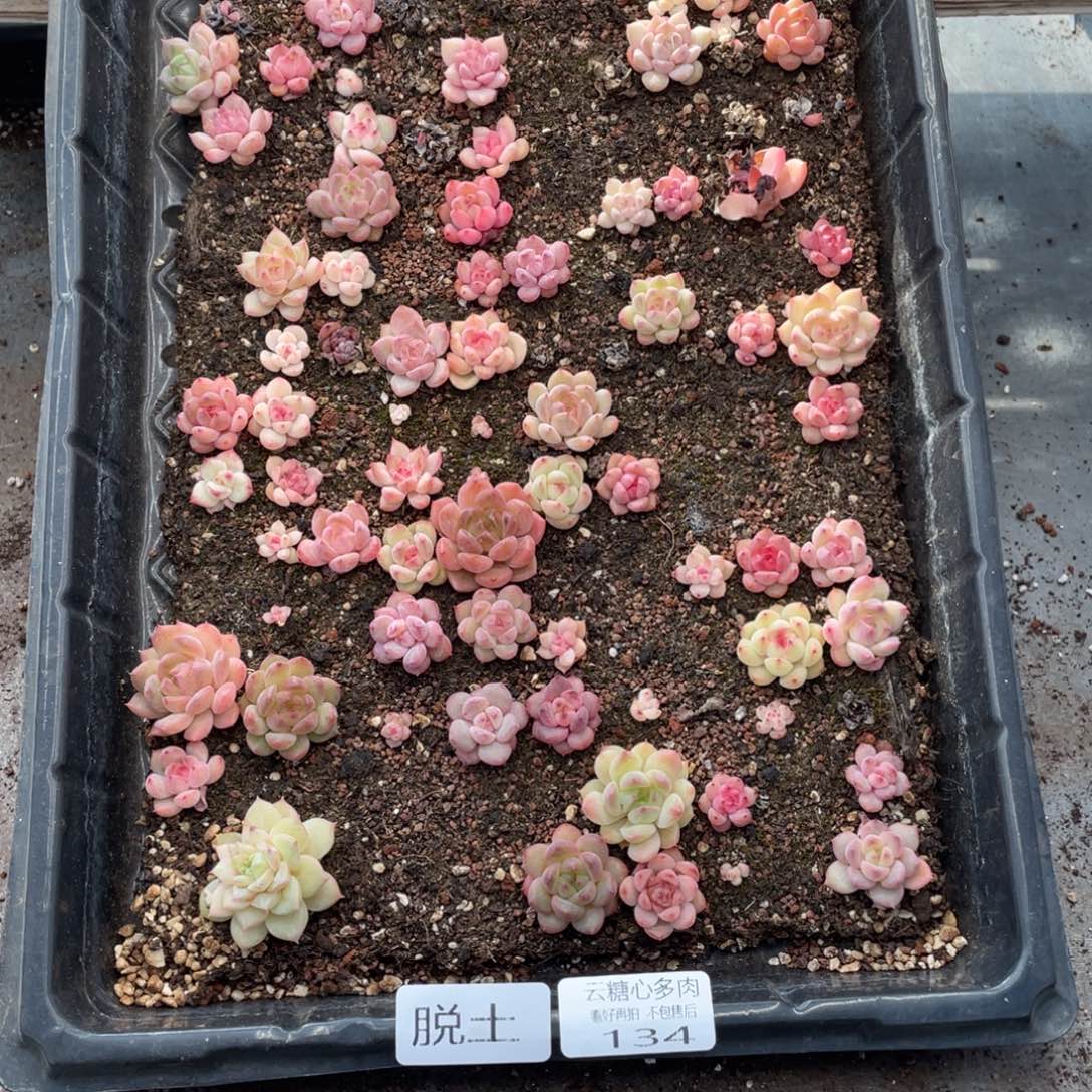 云糖心多肉植物134