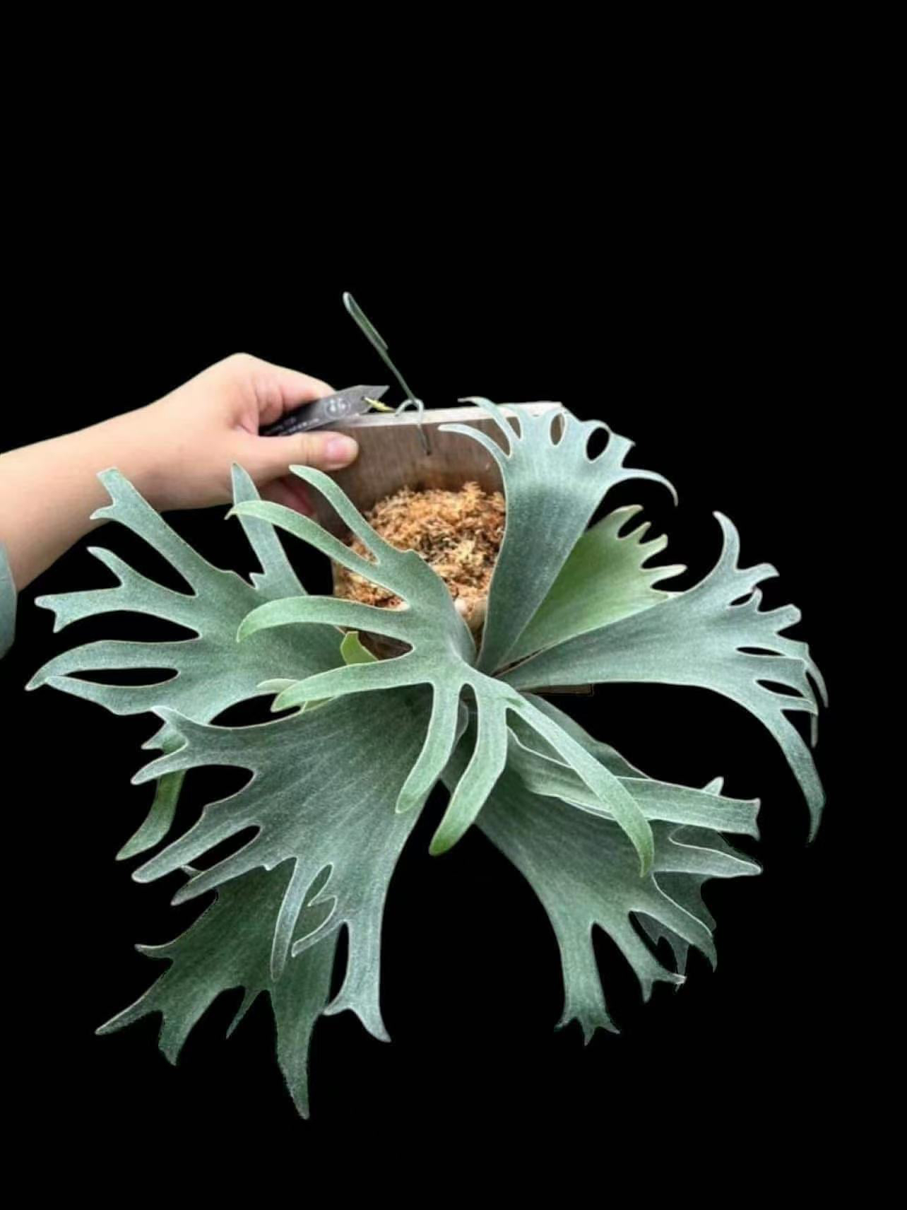 雪猴鹿角蕨正侧芽