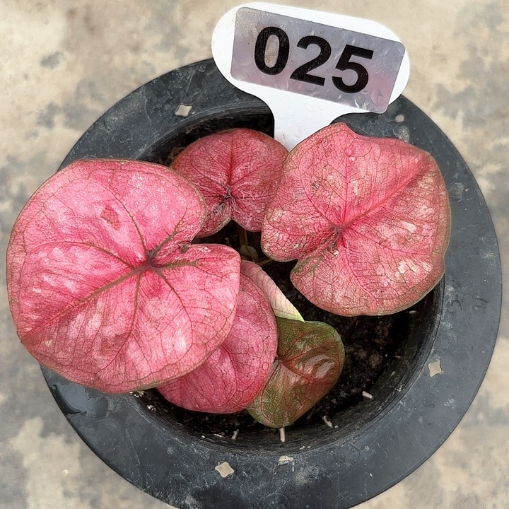 25-0208小猪彩叶芋广东现货