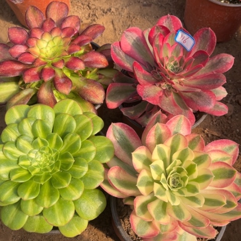 116多肉植物组合