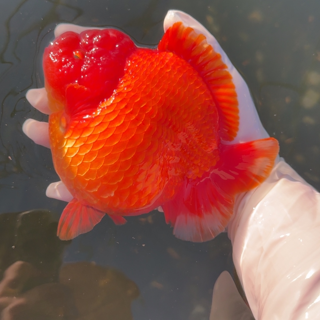 金鱼将军红白短尾全红