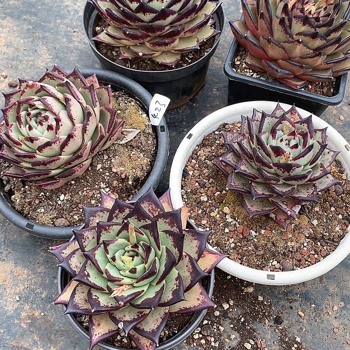 热***然423———直播福利5个