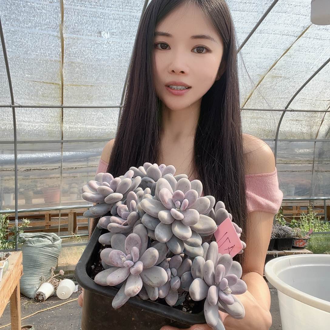 多肉植物一物一拍a71