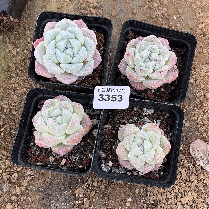 阿雅园艺。     3353四颗