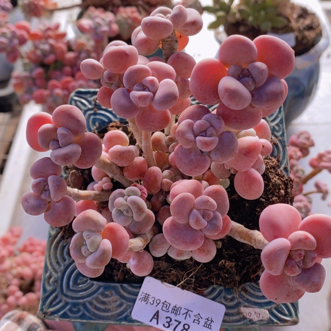 腰子洛神老桩12cm378多肉植物