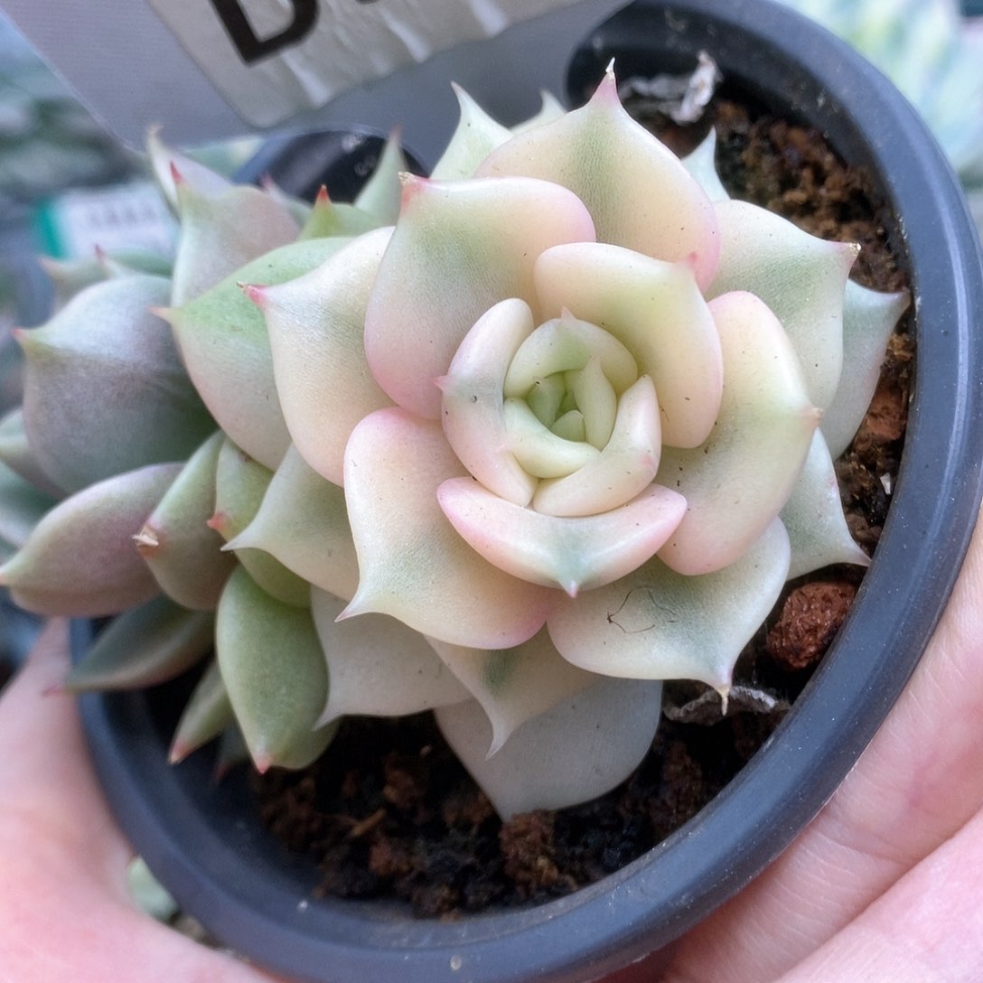 033贝加尔湖锦锦锦锦锦