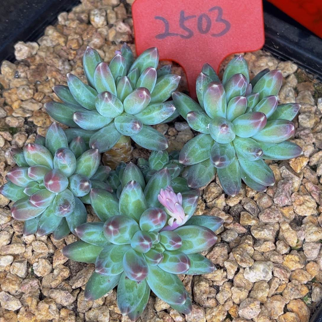 2503号晚上多肉植物群生多肉