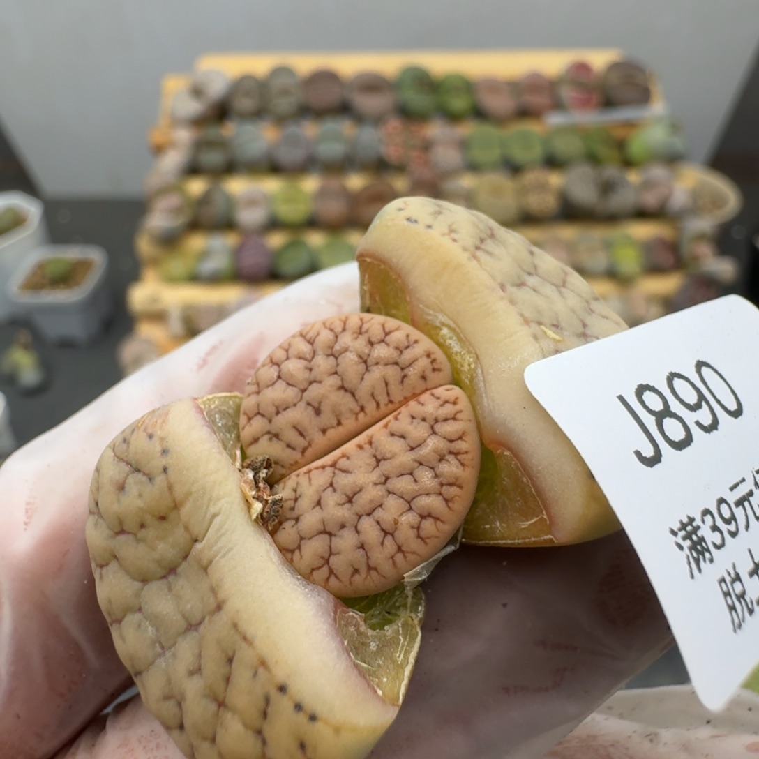 890恍恍惚惚哈哈哈