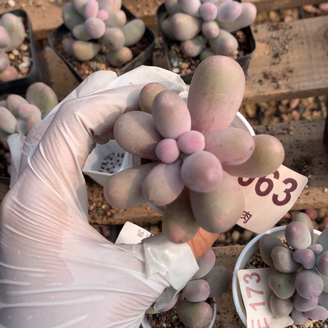 063 米可奶酪多肉 米可奶