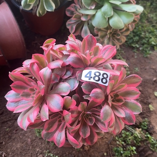 无花朵女妖488号不包断枝