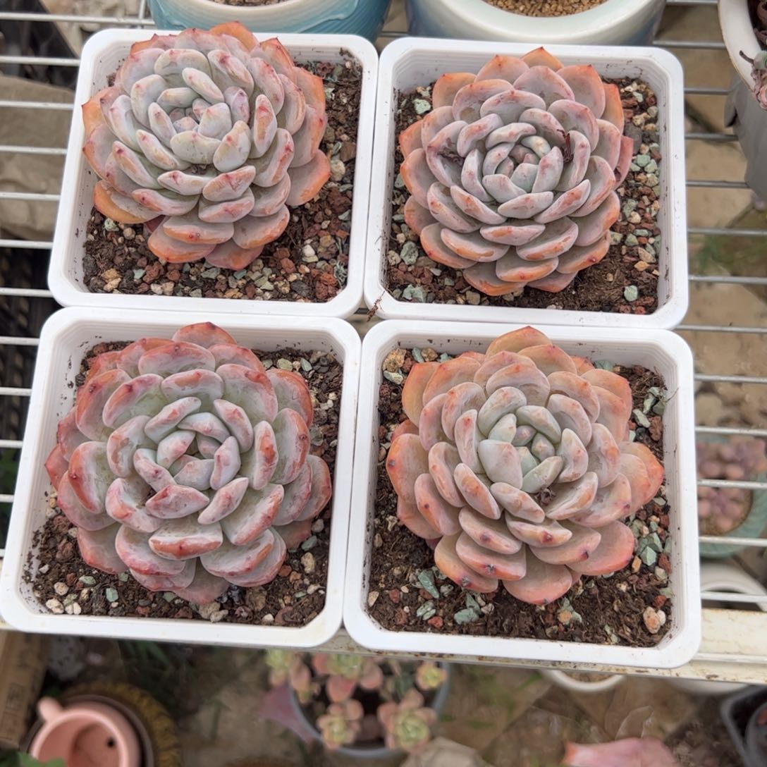 新疆包邮 橙梦露 满三单发货 带土球