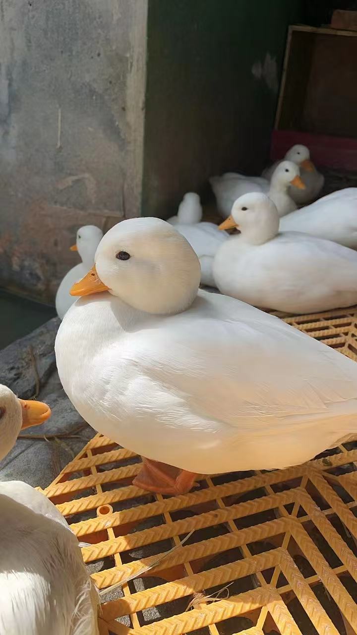 小白鸭异色鸭可达鸭散养现挑现选老鸭汤老鸭煲一物一拍 