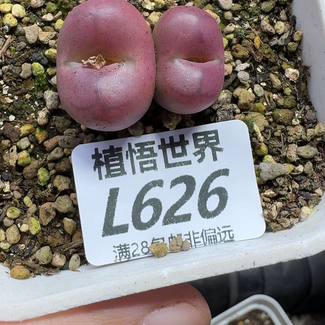 多肉植物的人生fvb