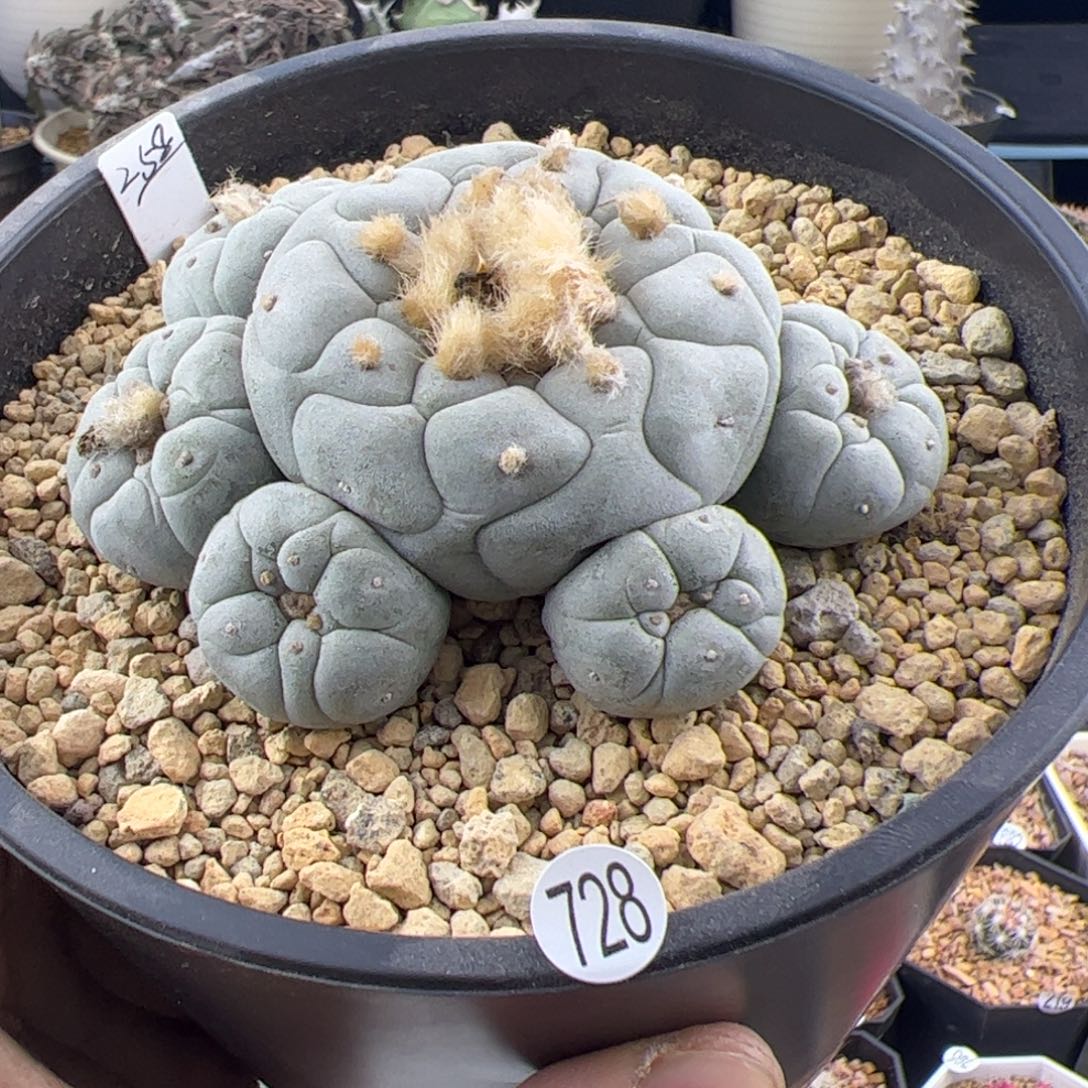 白肌草球群一物一拍728