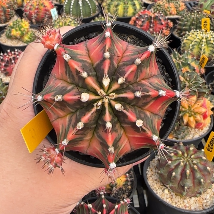 N14-1231泰国米哈多肉