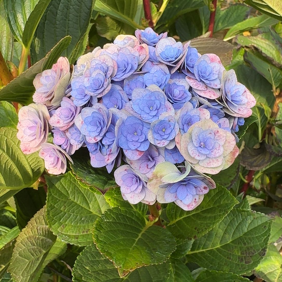 大部分花苞少量开放102