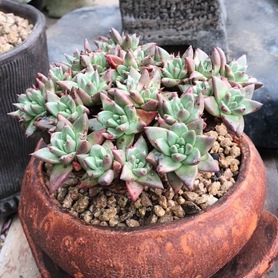 韩货绿菊仙女棒杯